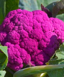Cauliflower Pink