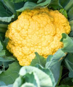 cauliflower yellow