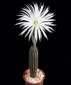 Setiechinopsis mirabilis