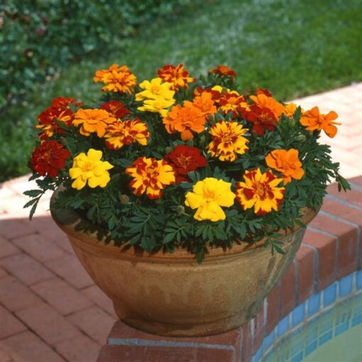 French Marigold Durango Mix