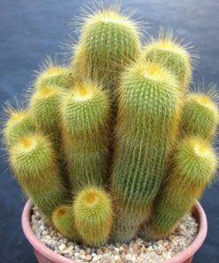 Notocactus leninghausii