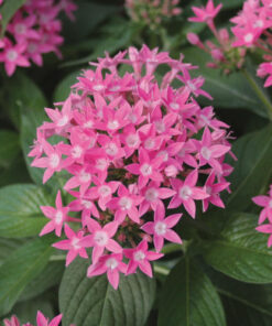 pentas deep pink
