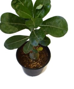 Adenium Obvesum plant
