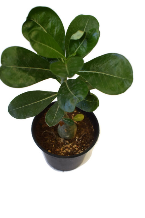 Adenium Obvesum plant