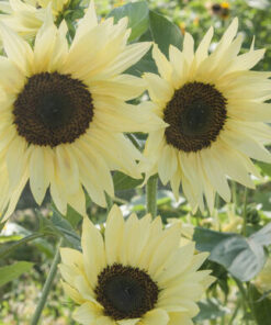 Sunflower Butter Cream