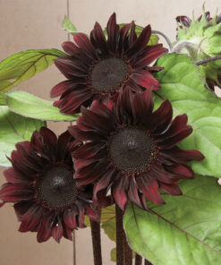 Sunflower Red Hedge
