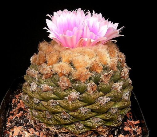 Ariocarpus Fissuratus