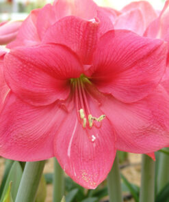 Amaryllis Pink Rival