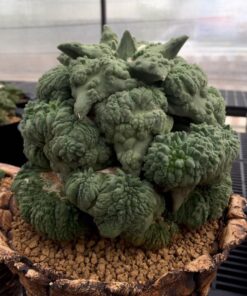 Ariocarpus Cauliflower