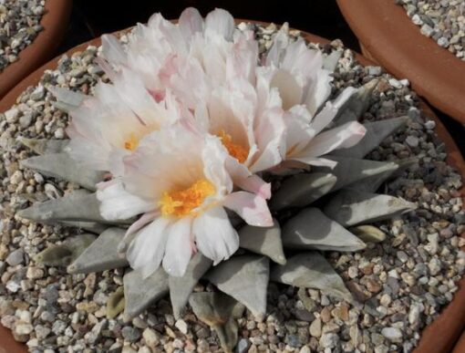 Ariocarpus Retusus