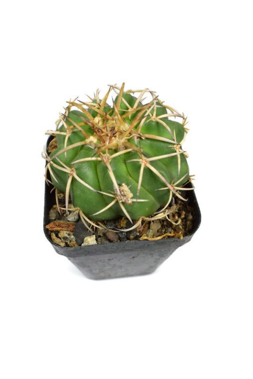 Discocactus Hybrid