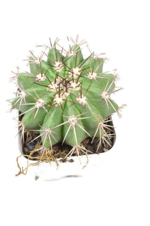 Melocactus Bahiensis