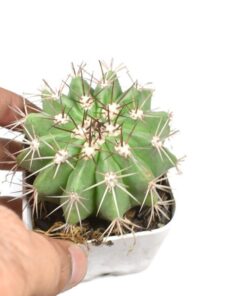 Melocactus Bahiensis