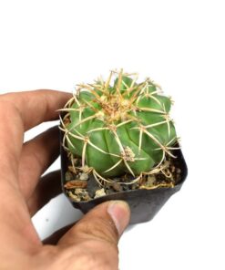 Discocactus Hybrid