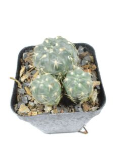 Gymnocalycium Calochlorum