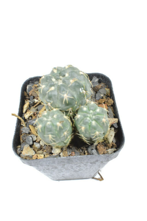 Gymnocalycium Calochlorum