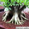 Adenium Black Giant