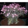 Adenium Black Dwarf