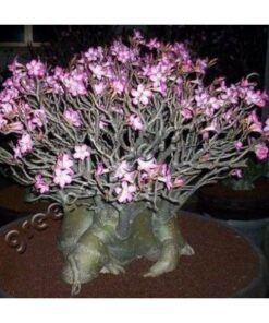 Adenium Black Dwarf