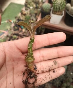 Dorstenia crispa