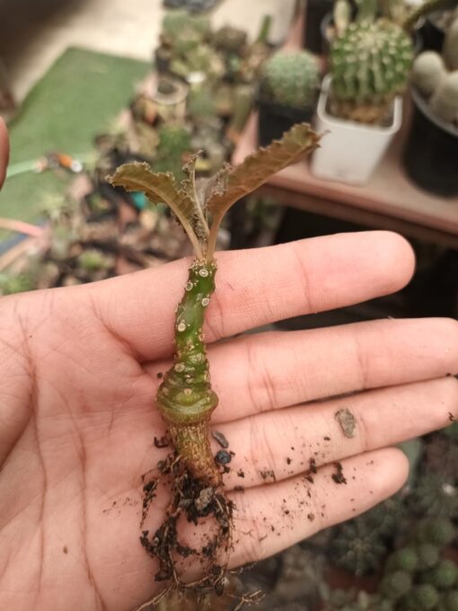 Dorstenia crispa