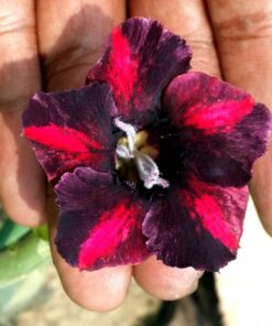 TSW779 ROSY ADENIUM