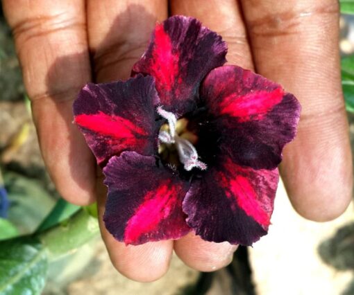 TSW779 ROSY ADENIUM