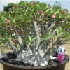 Adenium Yak dam