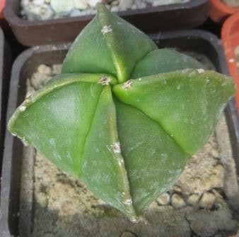 Astrophytum Quadricostatum Nudum