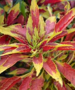 Amaranthus Splendens Tricolor