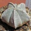 Astrophytum Coahuilense