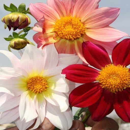 Dahlia Top star