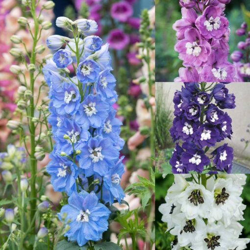 Delphinium Magic Fountain