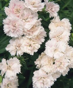 Dianthus Double White Blush