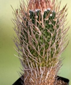 Echinofossulocactus Caespitosus