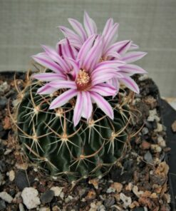 echinofossulocactus tecomovaca