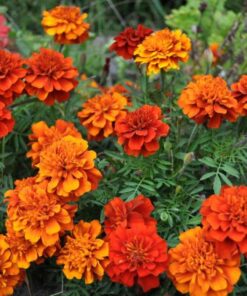 marigold forest fire