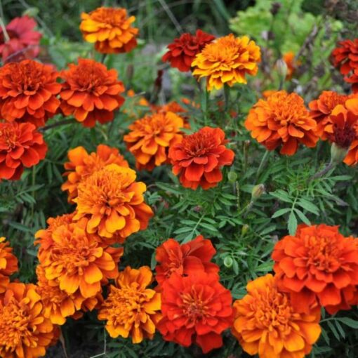 marigold forest fire