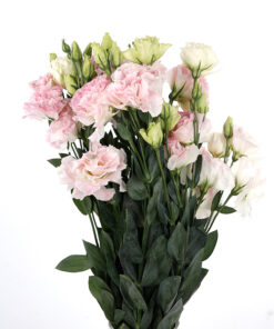 lisianthus light pink