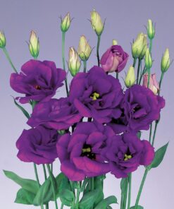 Lisianthus Purple