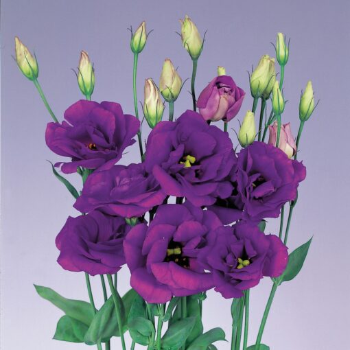 Lisianthus Purple