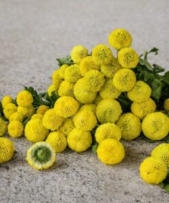 Chrysanthemum Golden Ball