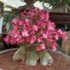 Adenium Chada Tung Tang