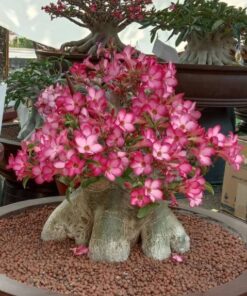 Adenium Chada Tung Tang