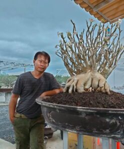 Adenium Perch Pun Lan