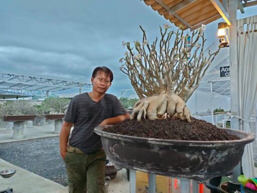 Adenium Perch Pun Lan