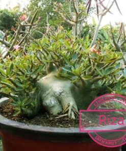 Adenium Riza