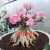 Adenium Torpedo