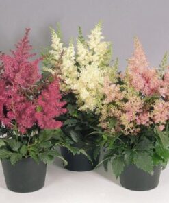 Astilbe Astary