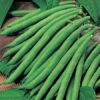 French Beans Seeds